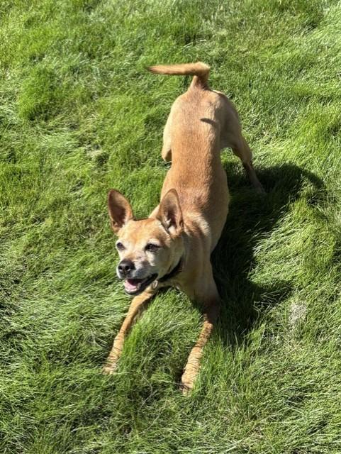 Enlarge Scooby, a ADOPTABLE mixed breed in Pasco, WA image 1/6