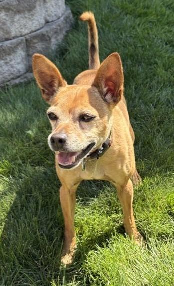 Enlarge Scooby, a ADOPTABLE mixed breed in Pasco, WA image 3/6