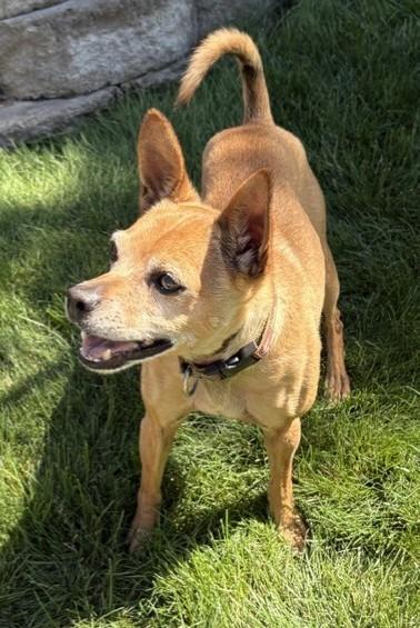 Enlarge Scooby, a ADOPTABLE mixed breed in Pasco, WA image 2/6