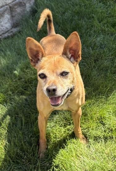 Enlarge Scooby, a ADOPTABLE mixed breed in Pasco, WA image 5/6