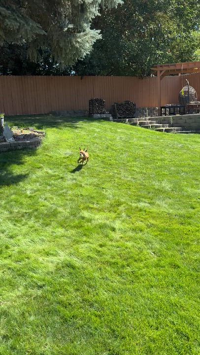 Enlarge Scooby, a ADOPTABLE mixed breed in Pasco, WA video 6/6