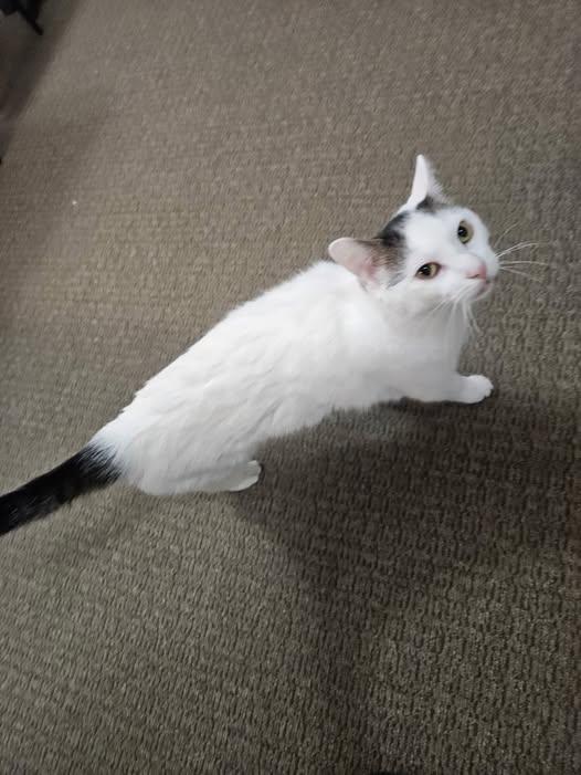 Milo sweet lap cat, Adoptable, Adult Male Tuxedo.
