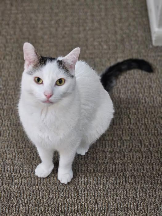 Milo sweet lap cat, adoptable, Adult Male Tuxedo.