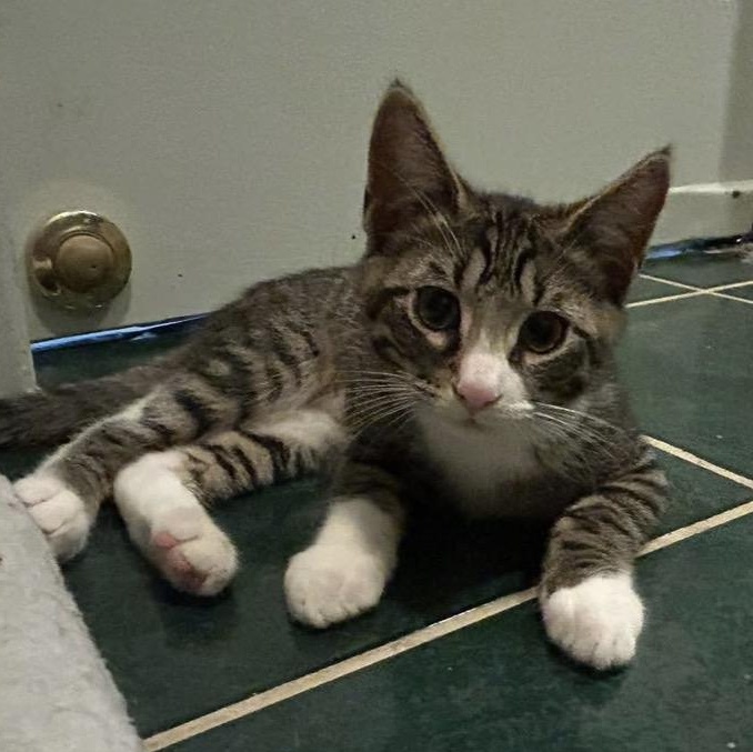 Charlie, an adopted Domestic Short Hair in Cortland, NY image 3/4