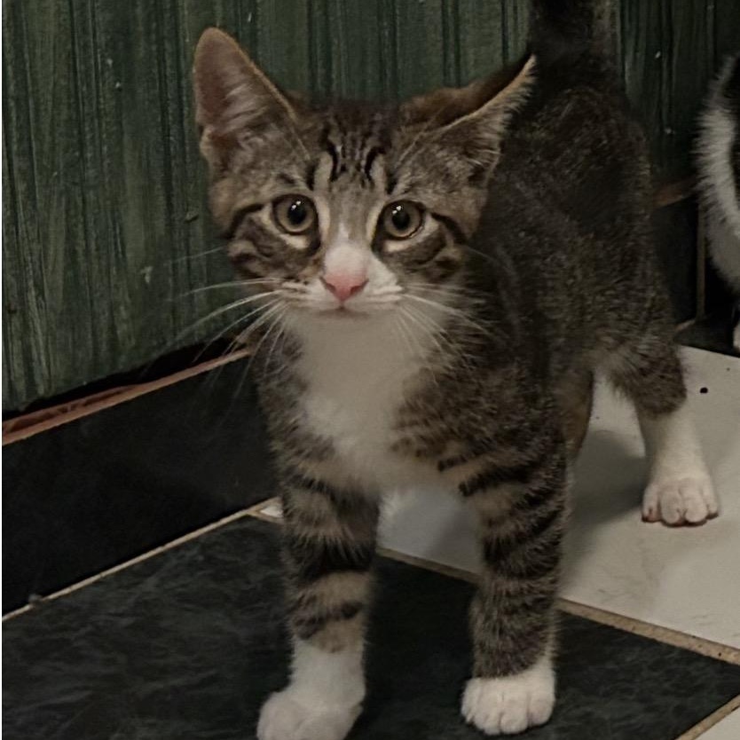 Charlie, an adopted Domestic Short Hair in Cortland, NY image 2/4