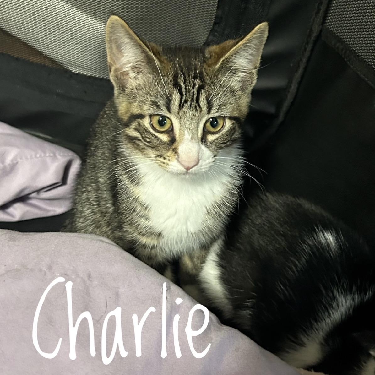 Charlie, adopted, Kitten Male Domestic Short Hair.