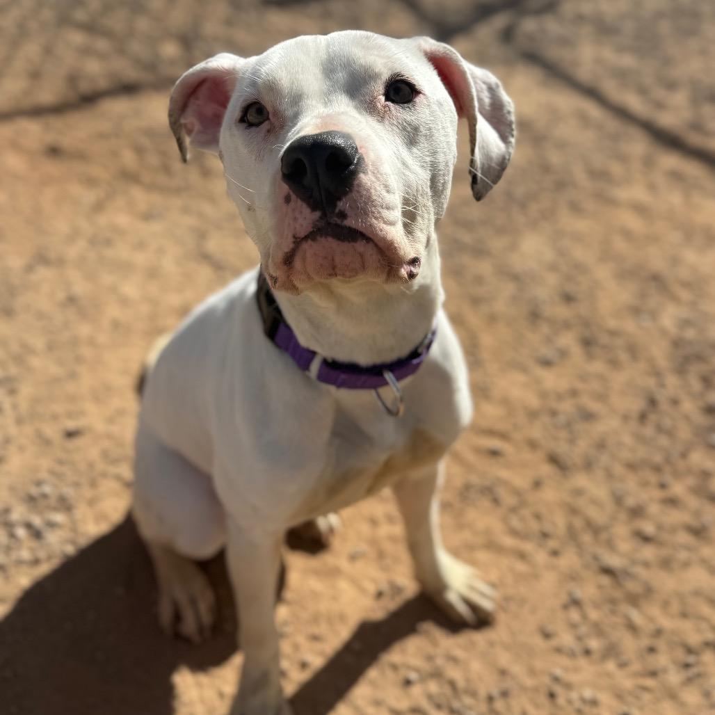 Miracle, Adoptable, Adult Female Pit Bull Terrier.