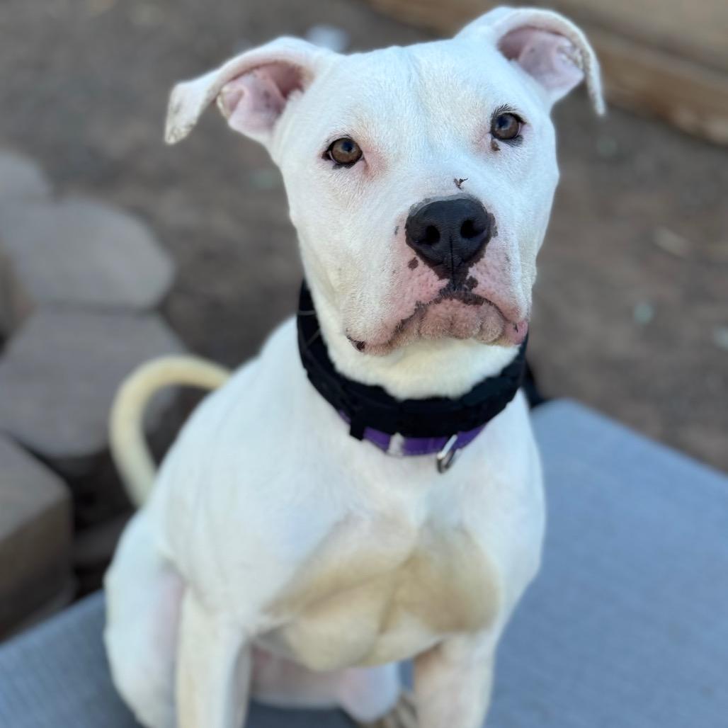 Enlarge Miracle, a Adoptable Pit Bull Terrier in Las Vegas, NV image 2/5