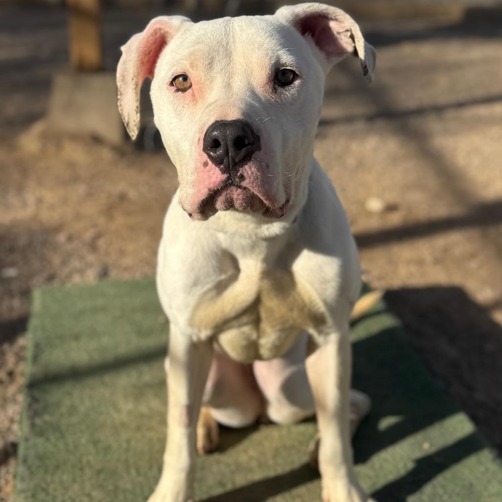Enlarge Miracle, a Adoptable Pit Bull Terrier in Las Vegas, NV image 3/5