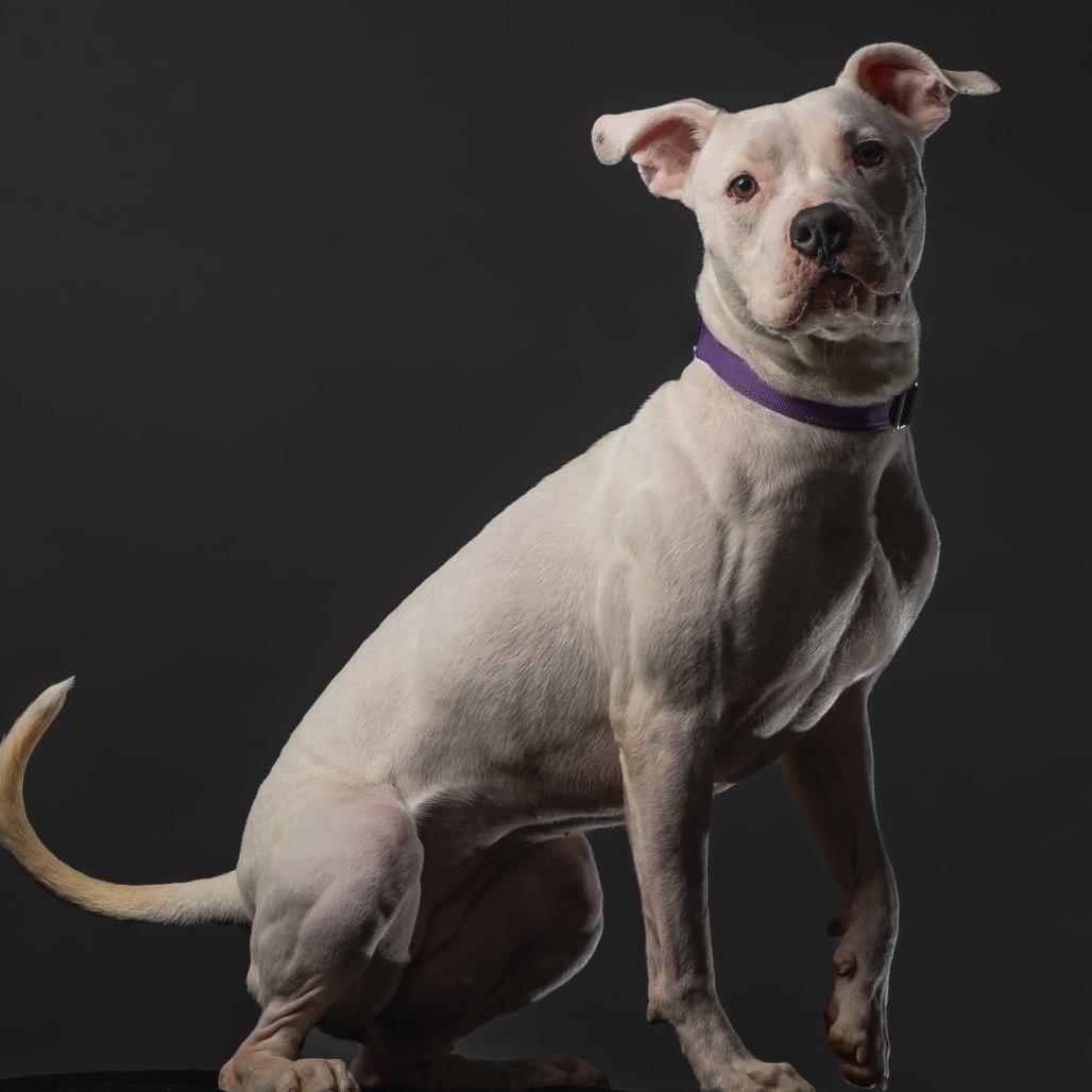 Enlarge Miracle, a Adoptable Pit Bull Terrier in Las Vegas, NV image 4/5