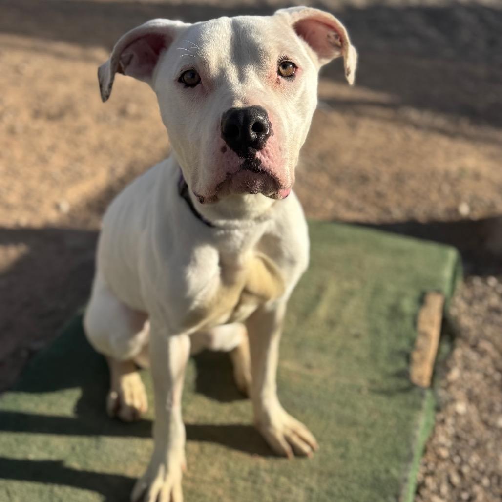 Enlarge Miracle, a Adoptable Pit Bull Terrier in Las Vegas, NV image 5/5