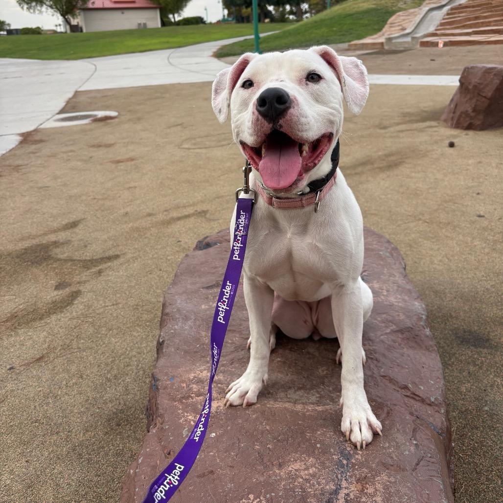 Miracle, a Adoptable Pit Bull Terrier in Las Vegas, NV image 6/6