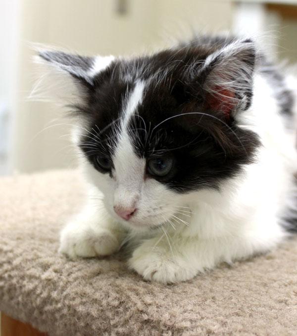 Enlarge Donatella, an adoptable Domestic Long Hair in Mansfield, MA image 2/2