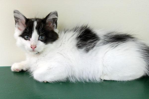 Enlarge Donatella, an adoptable Domestic Long Hair in Mansfield, MA image 1/2