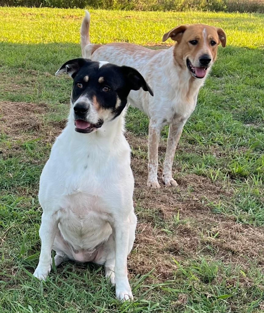 Enlarge Amber, a Adoptable mixed breed in Farmersville, TX image 1/4