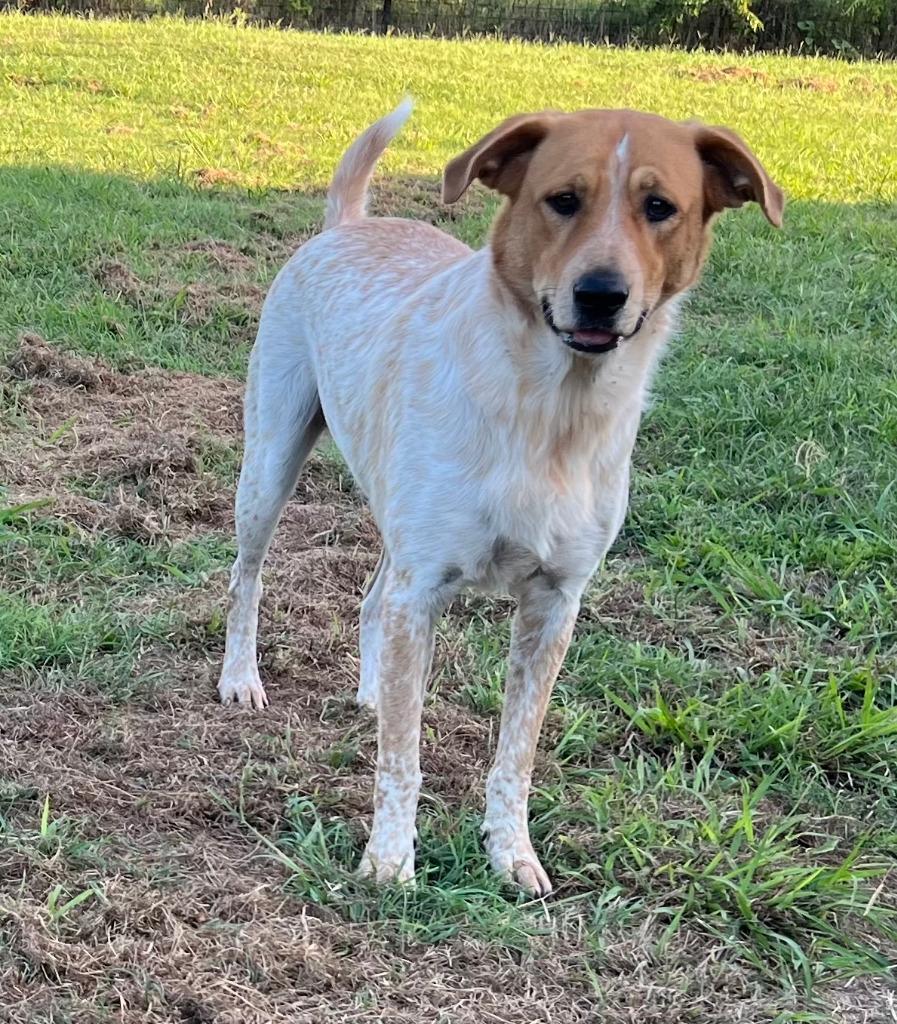 Amber, Adoptable, Adult Female Australian Shepherd & Australian Cattle Dog / Blue Heeler.