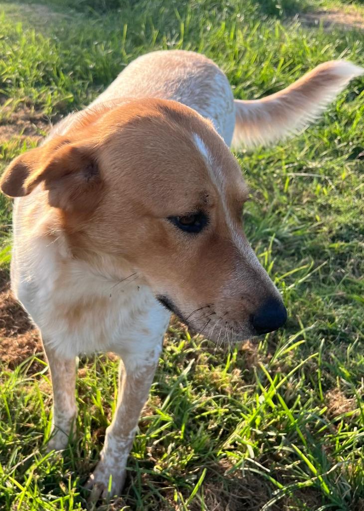 Enlarge Amber, a Adoptable mixed breed in Farmersville, TX image 2/4