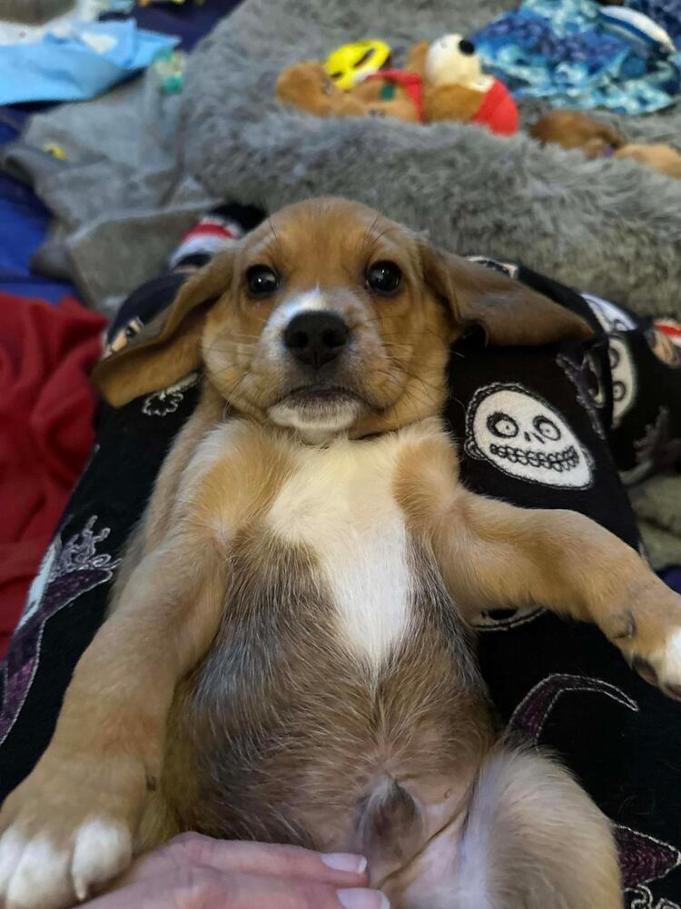 Enlarge Putter - Fostered in Omaha, a Adoptable Beagle in Shawnee Mission, KS image 1/3