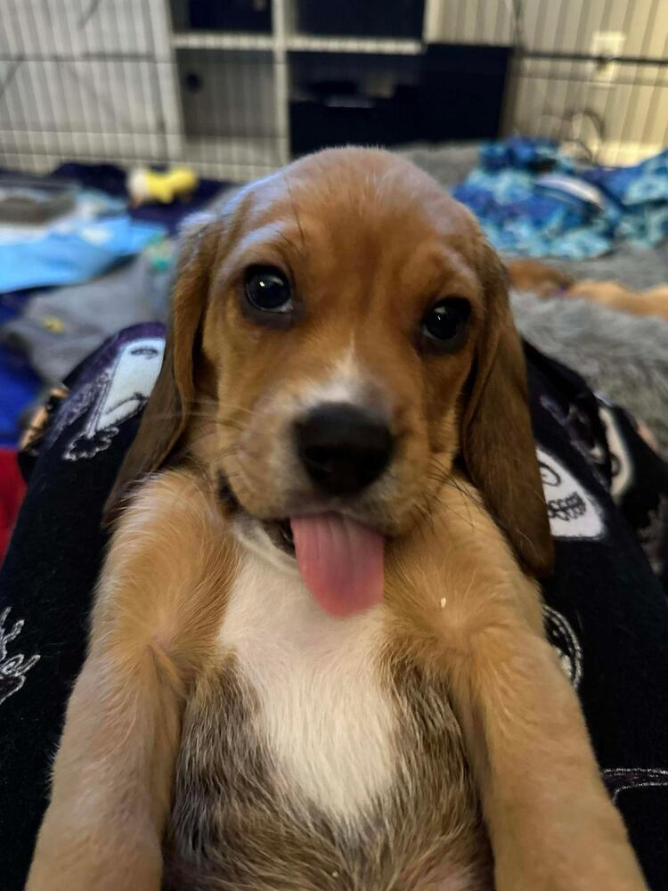 Enlarge Putter - Fostered in Omaha, a Adoptable Beagle in Shawnee Mission, KS image 2/3