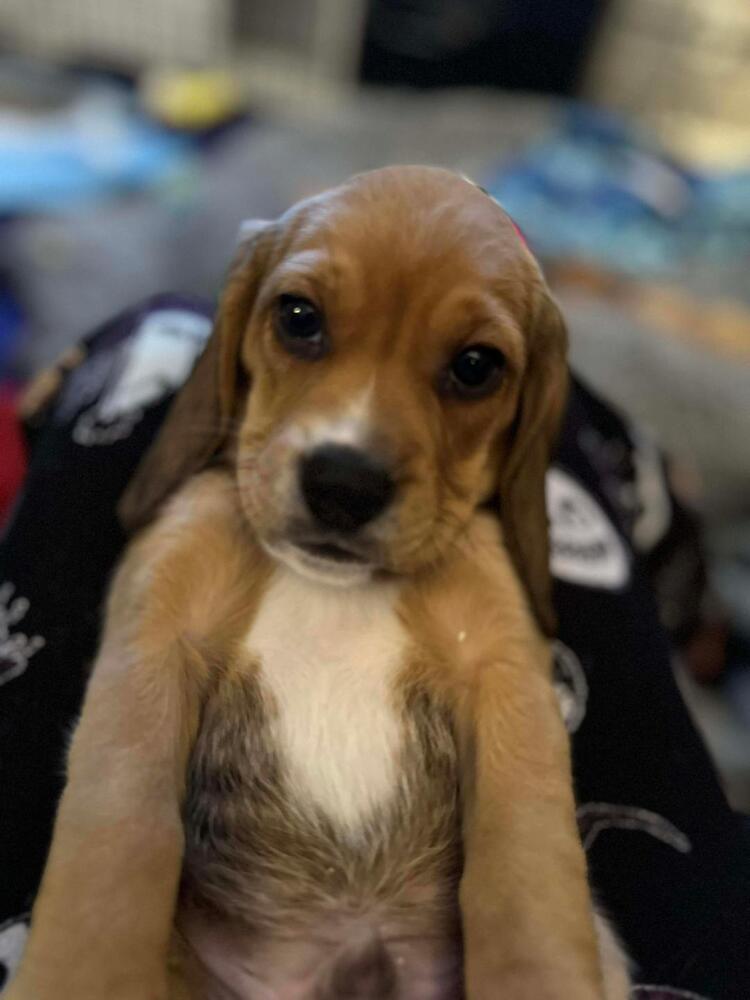 Enlarge Putter - Fostered in Omaha, a Adoptable Beagle in Shawnee Mission, KS image 3/3