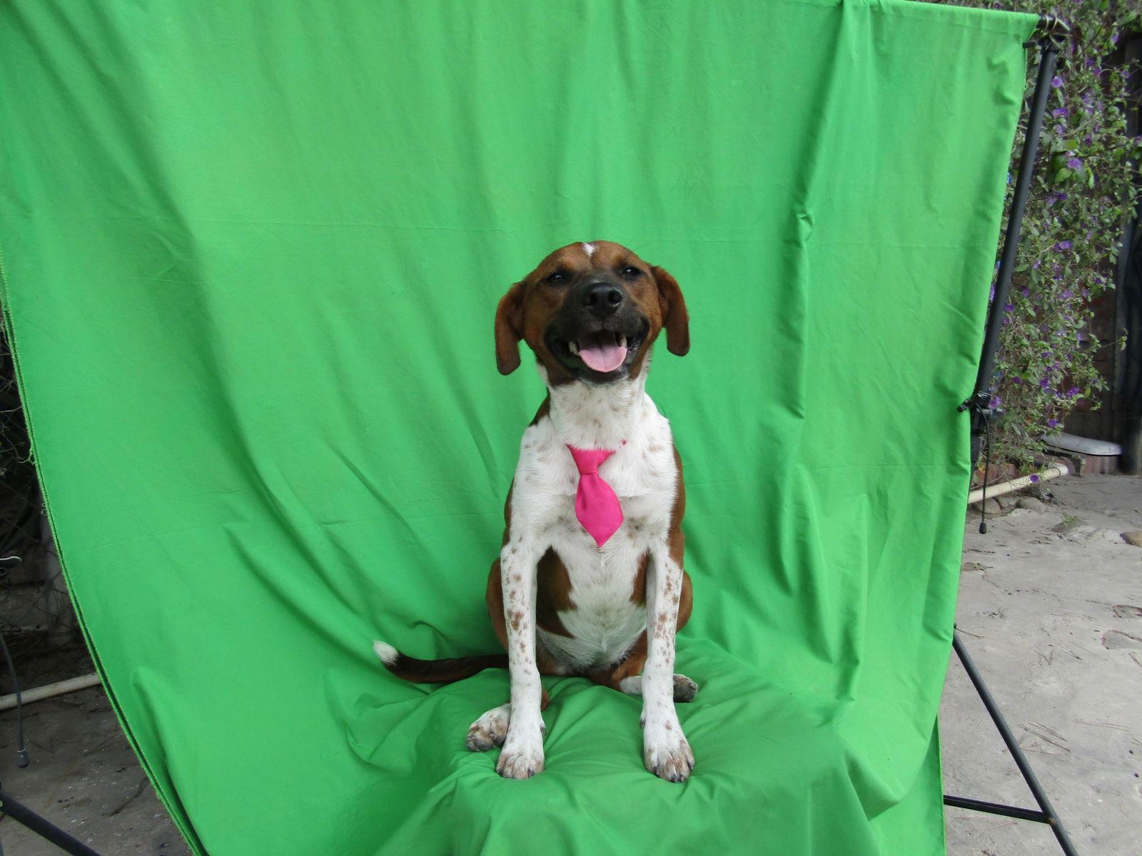 Ginger1, Adoptable, Young Female Terrier & Labrador Retriever.