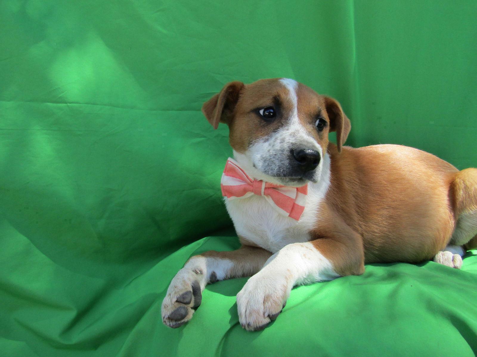 Ginger1, a Adoptable mixed breed in San Diego, CA image 2/2