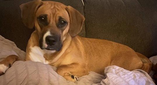 June, Adoptable, Young Female Boxer.