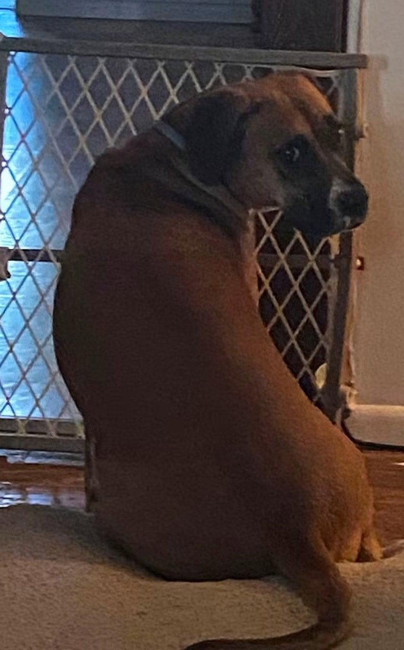 June - FOSTER OR ADOPT ME!! photo
