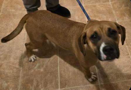 June, Adoptable, Young Female Boxer.