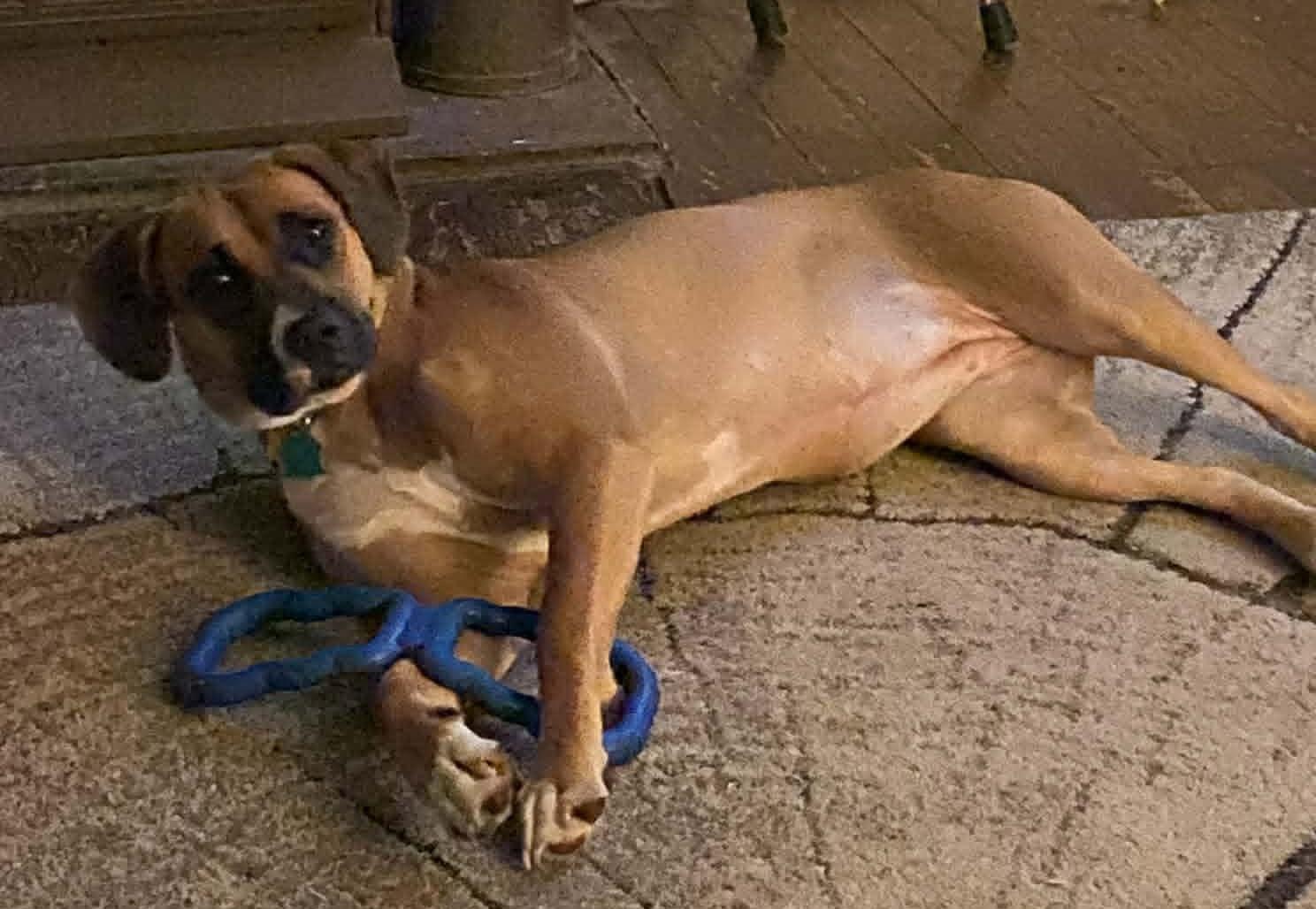 Enlarge June, a Adoptable Boxer in Shakopee, MN image 2/3