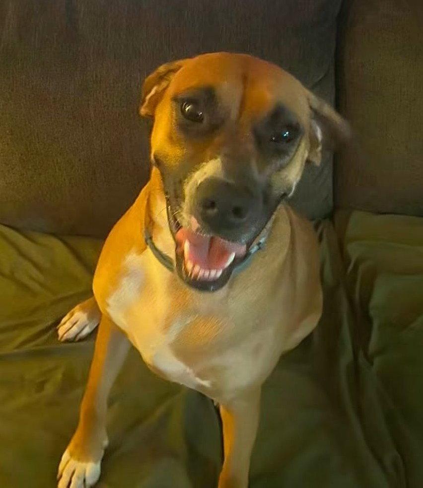 Enlarge June - FOSTER OR ADOPT ME!!, a Adoptable Boxer in Shakopee, MN image 2/3