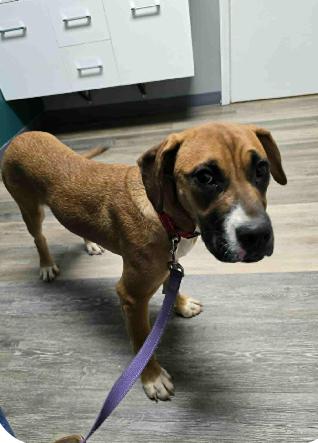 Enlarge June, a Adoptable Boxer in Shakopee, MN image 3/3