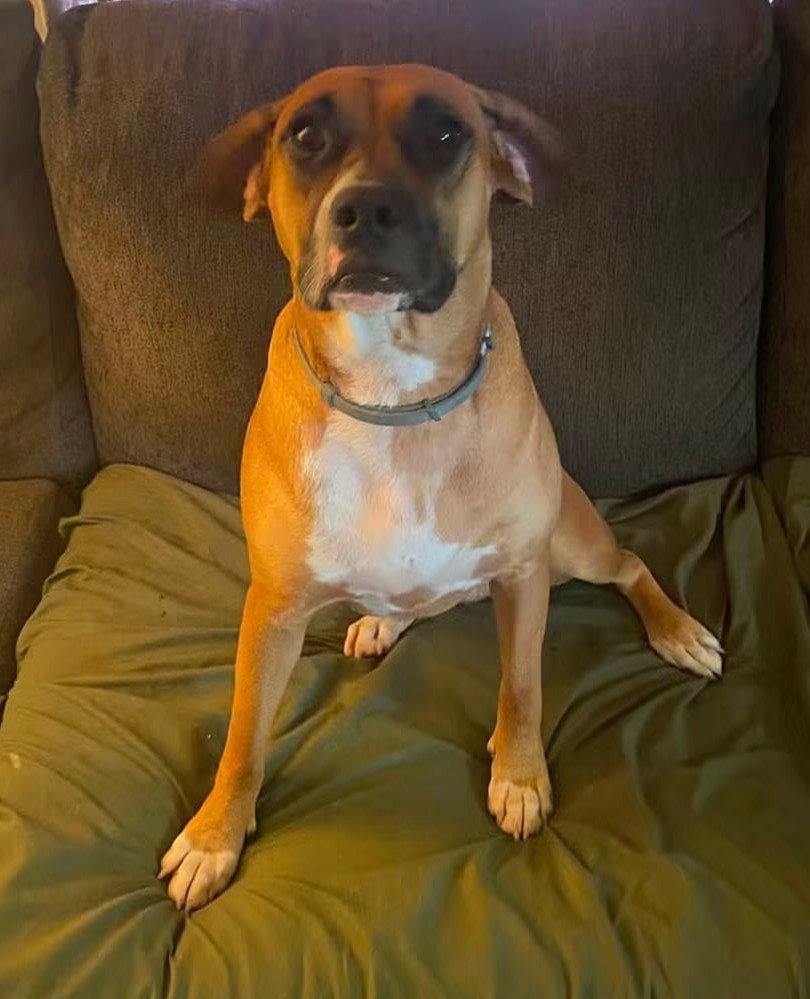 Enlarge June - FOSTER OR ADOPT ME!!, a Adoptable Boxer in Shakopee, MN image 3/3