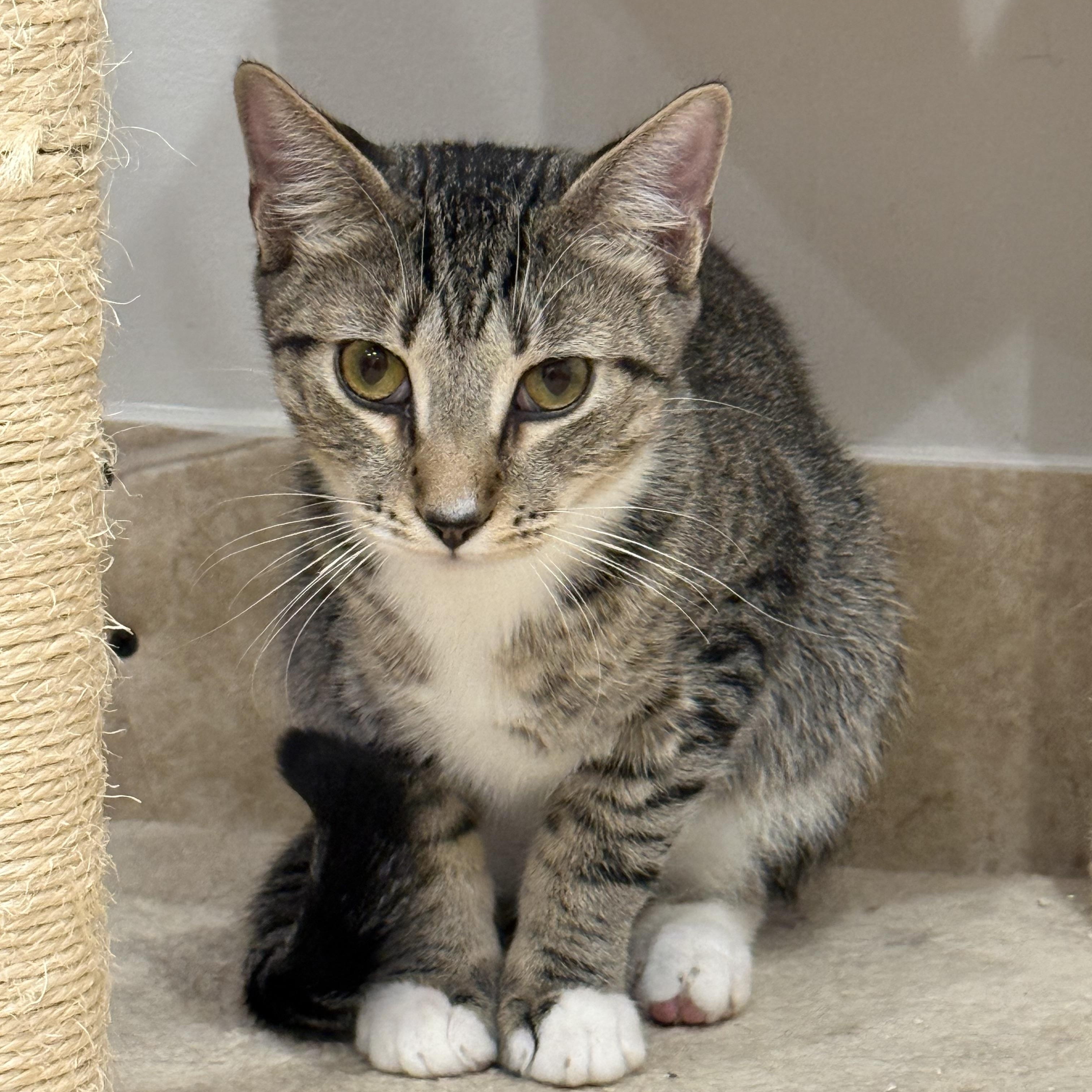 Enlarge Vincent, a ADOPTABLE mixed breed in Hilton Head Island, SC image 2/6