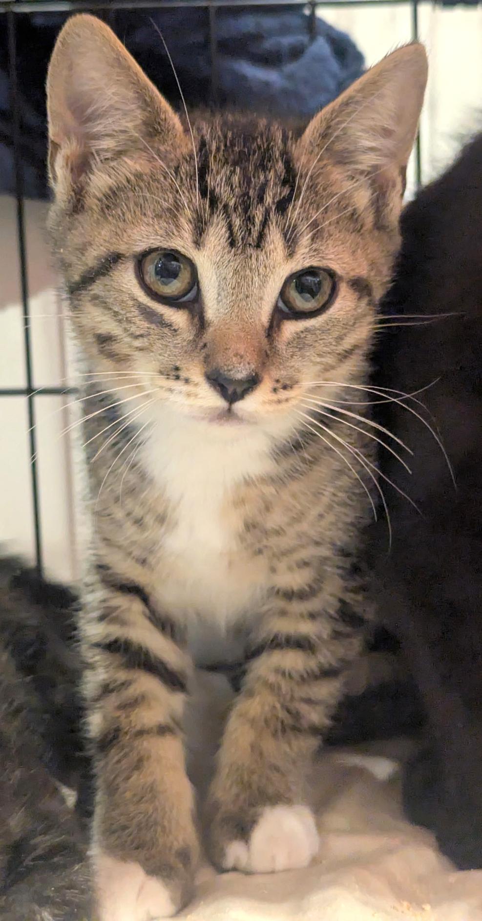 Vincent, ADOPTABLE, Kitten Male Tabby & Domestic Short Hair.