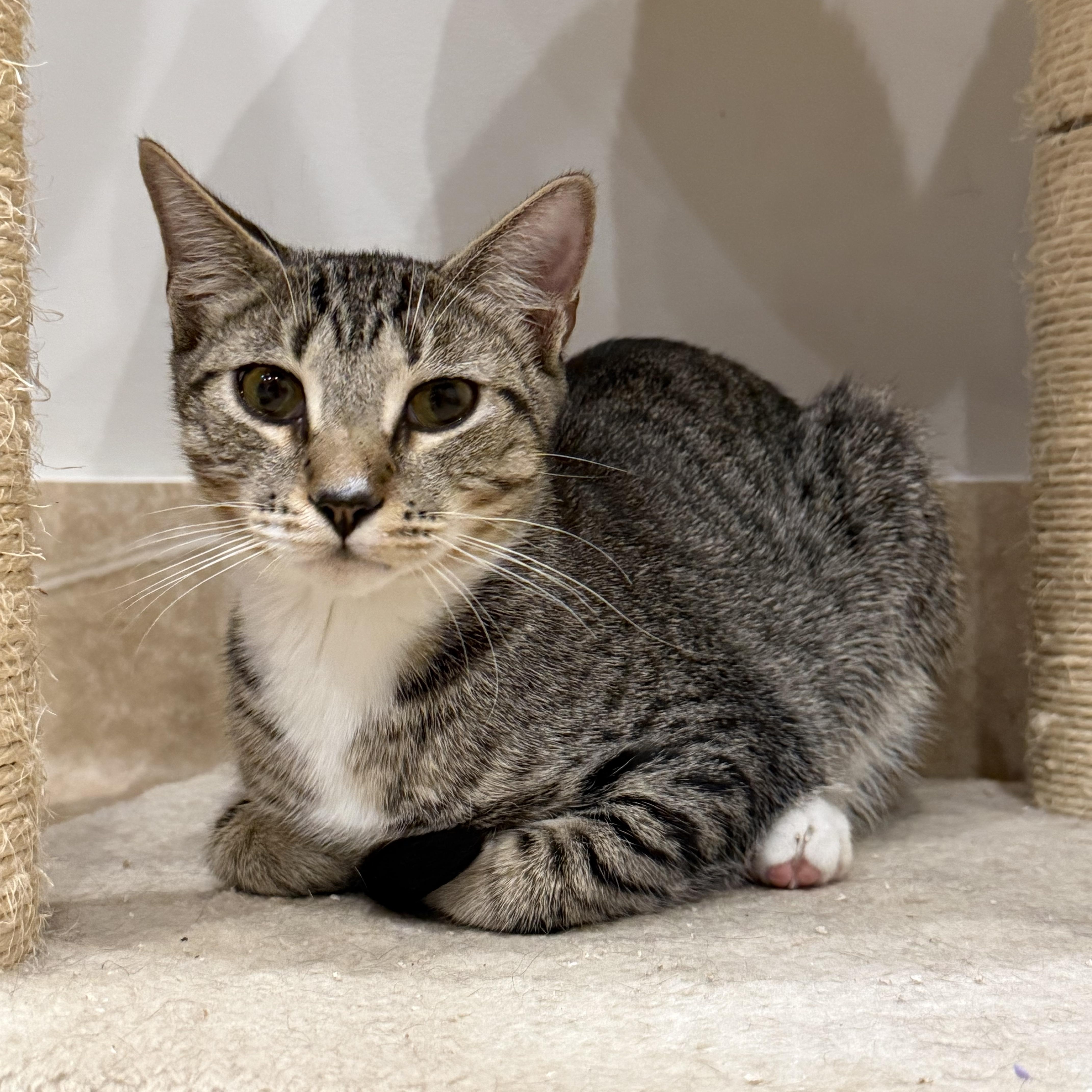 Enlarge Vincent, a ADOPTABLE mixed breed in Hilton Head Island, SC image 1/6