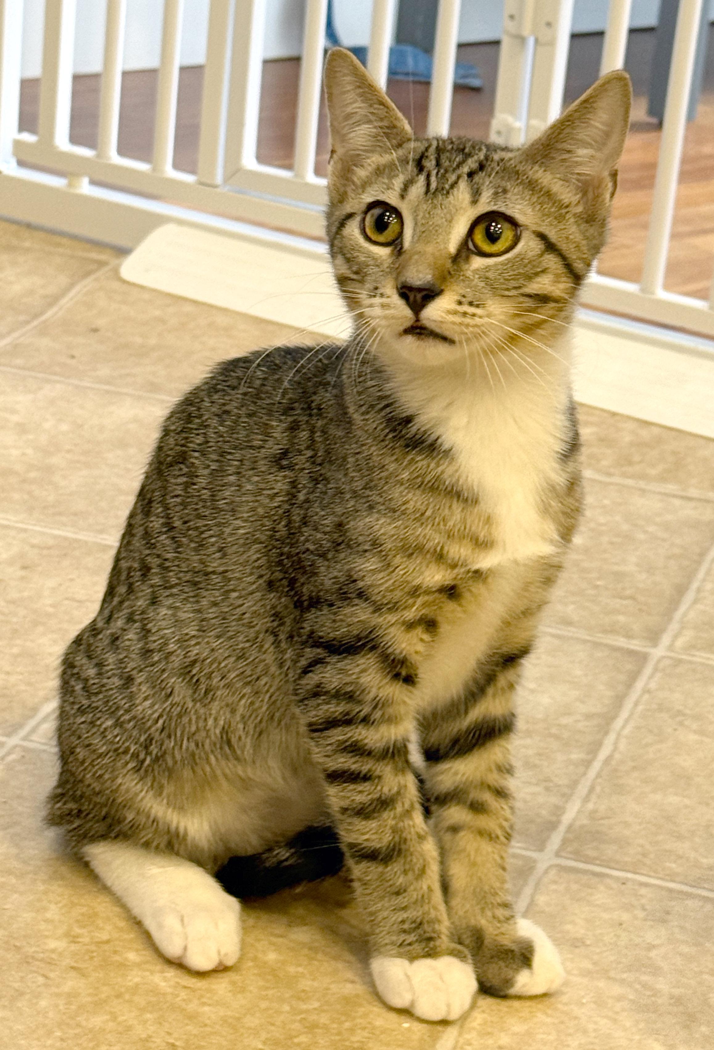 Vincent, a ADOPTABLE mixed breed in Hilton Head Island, SC image 2/5