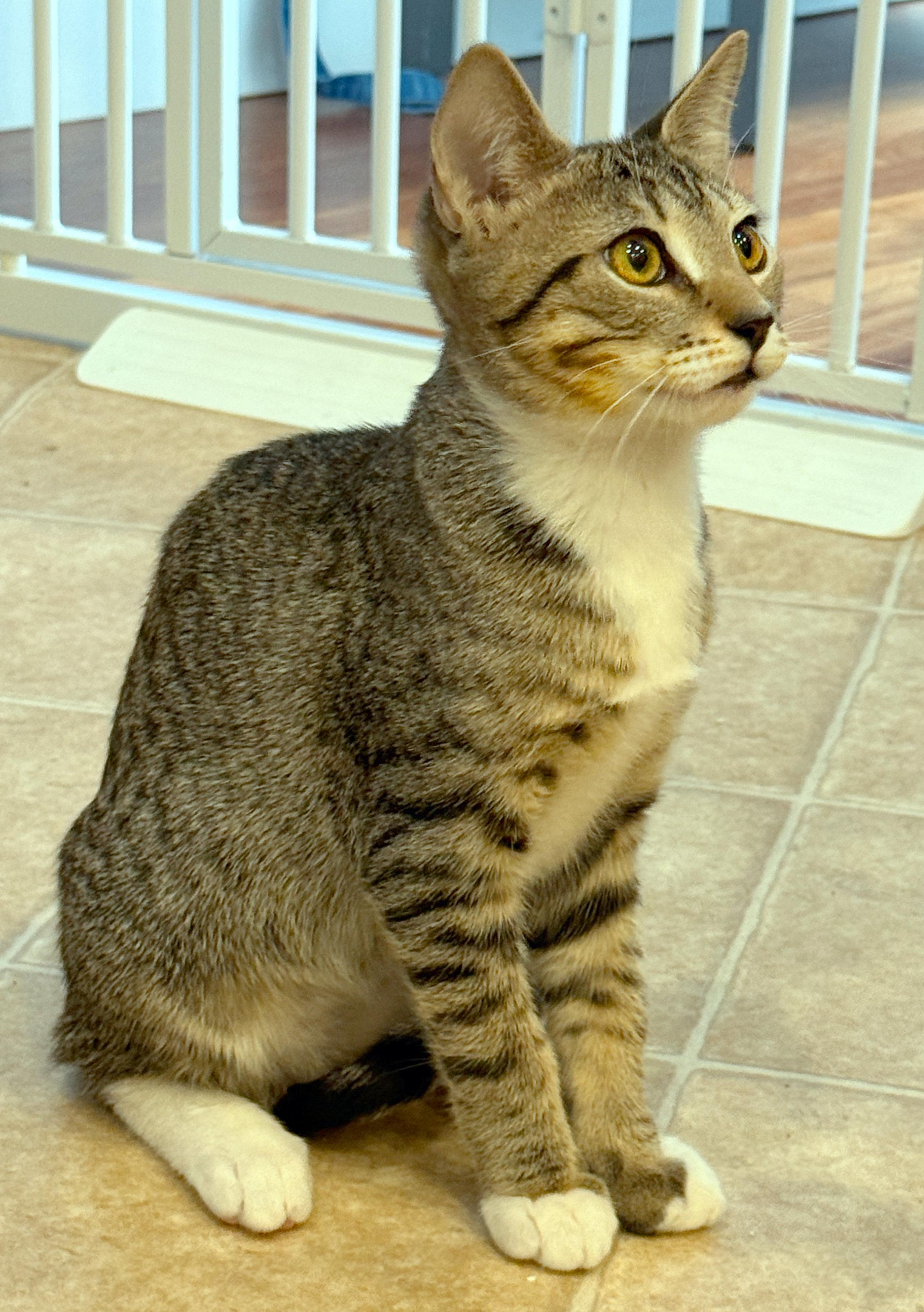 Vincent, a ADOPTABLE mixed breed in Hilton Head Island, SC image 4/5