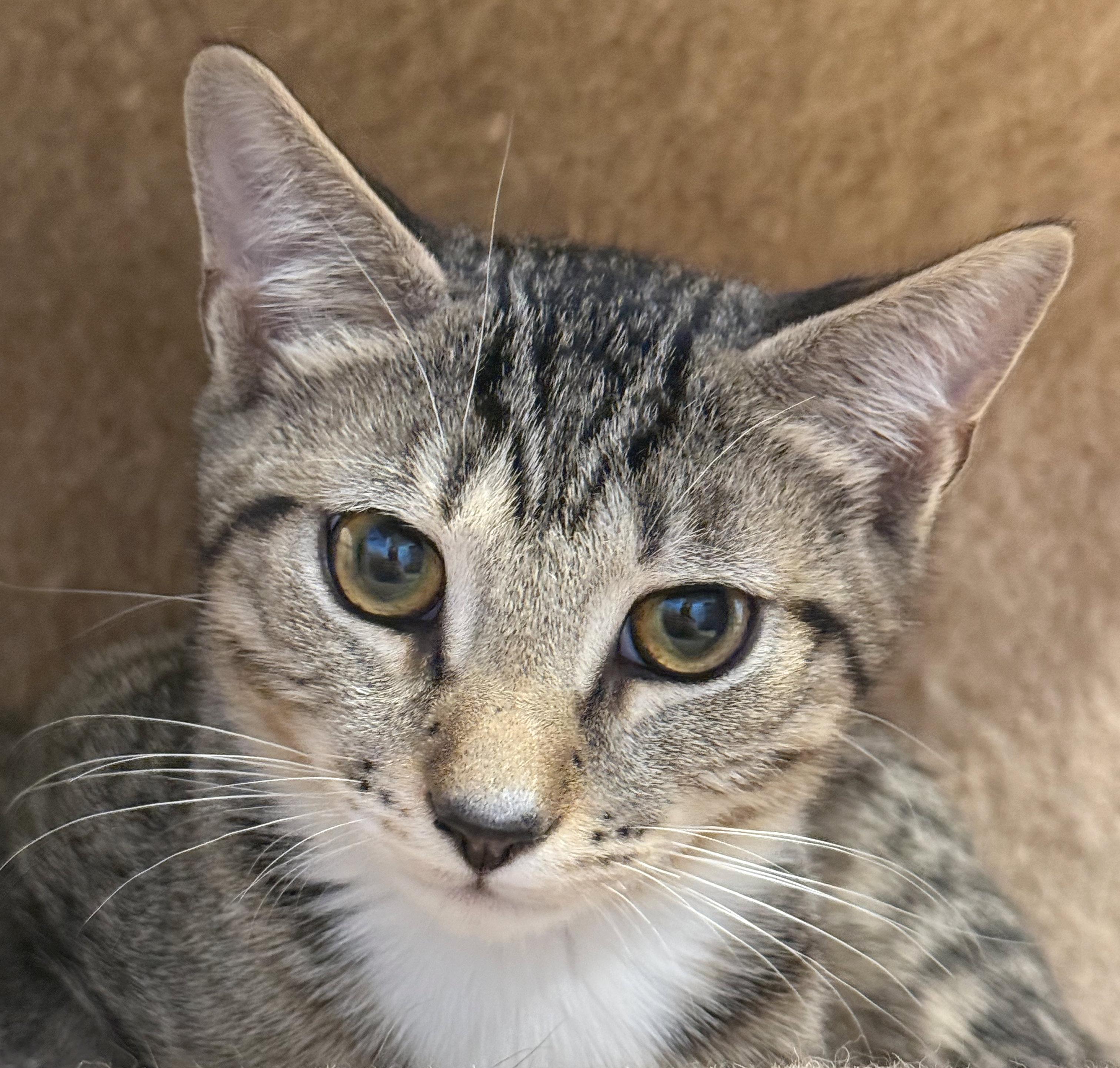 Vincent, ADOPTABLE, Kitten Male Tabby & Domestic Short Hair.