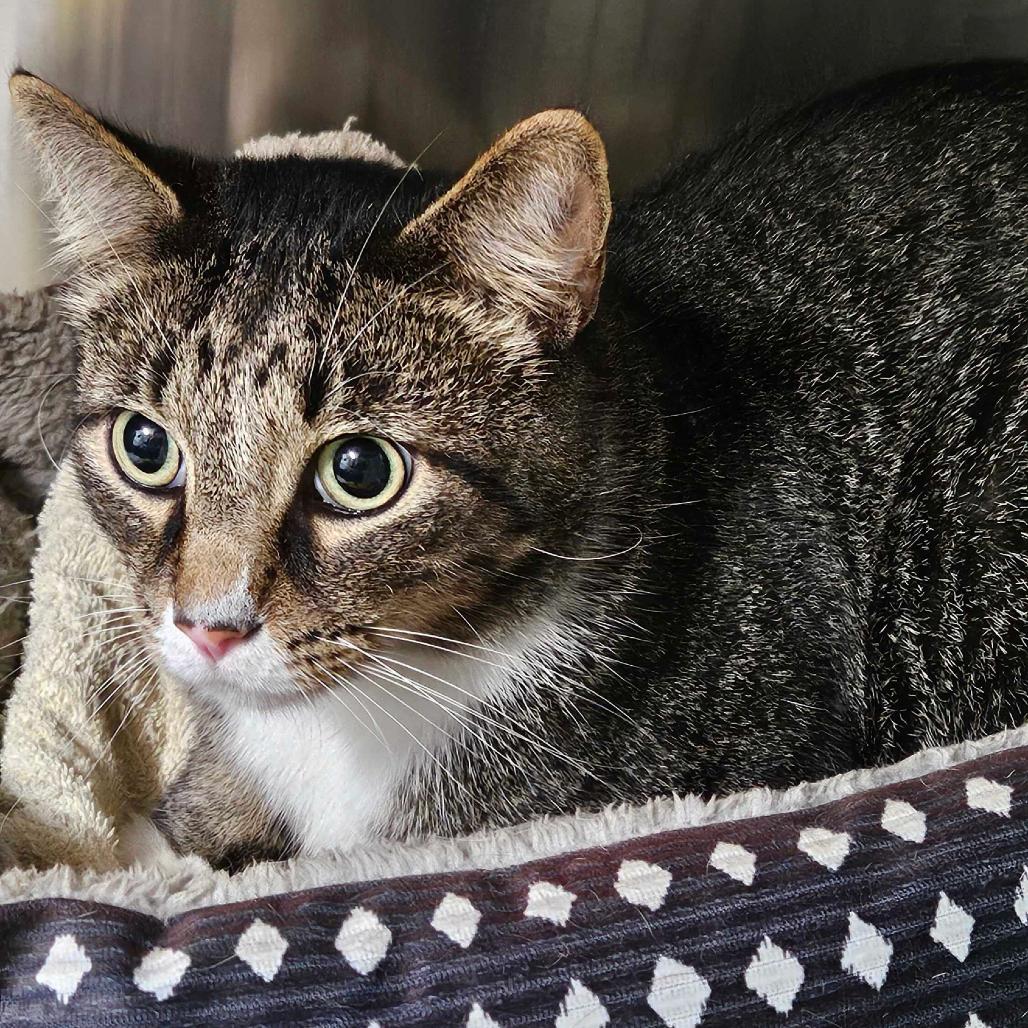 Enlarge Jeffie, a Adoptable Domestic Short Hair in Johnson City, TN image 1/5