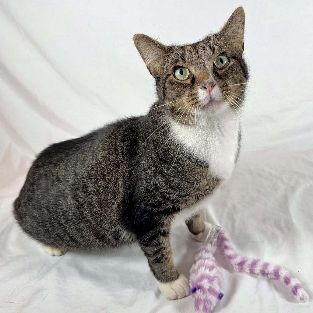Enlarge Jeffie, a Adoptable Domestic Short Hair in Johnson City, TN image 2/5