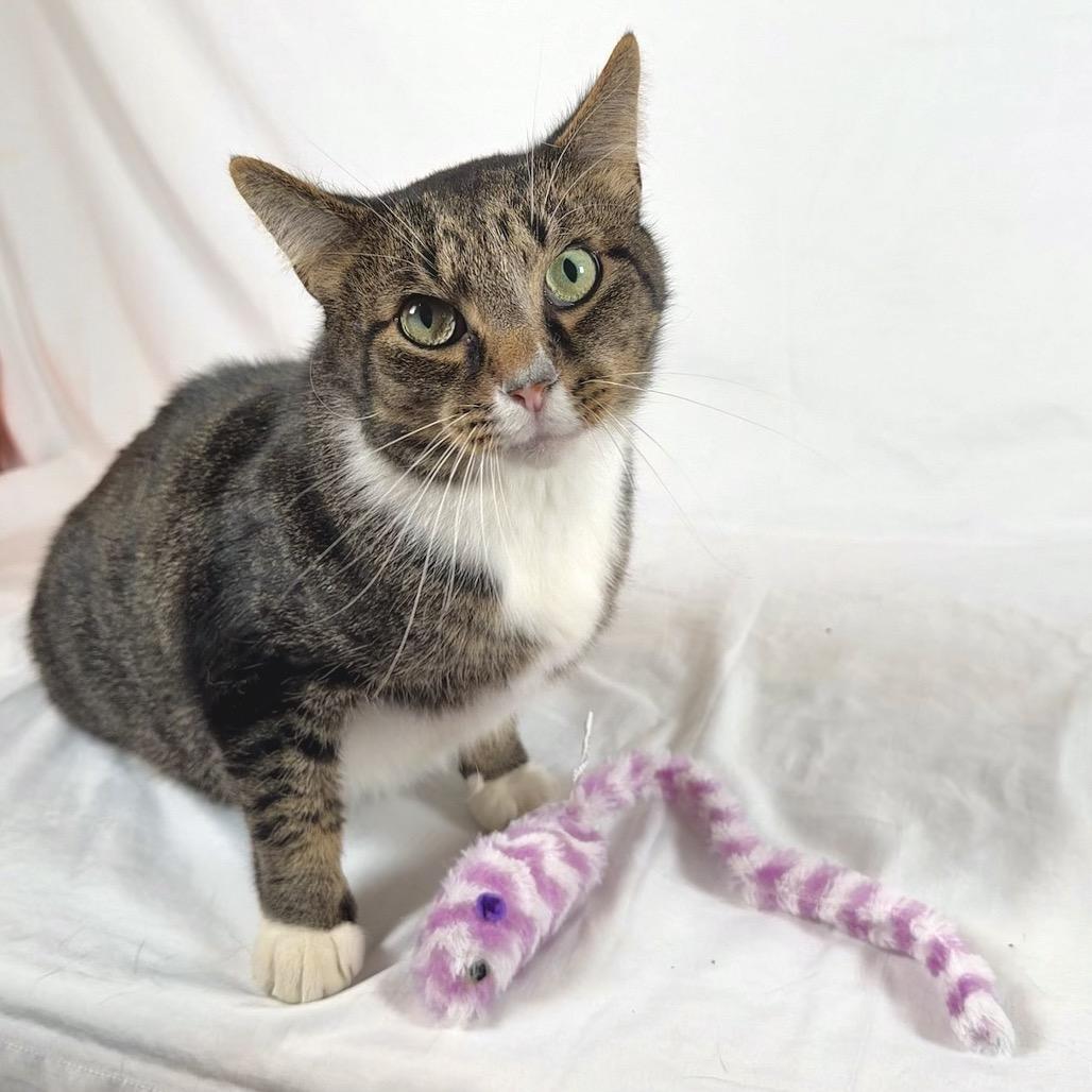 Enlarge Jeffie, a Adoptable Domestic Short Hair in Johnson City, TN image 3/5
