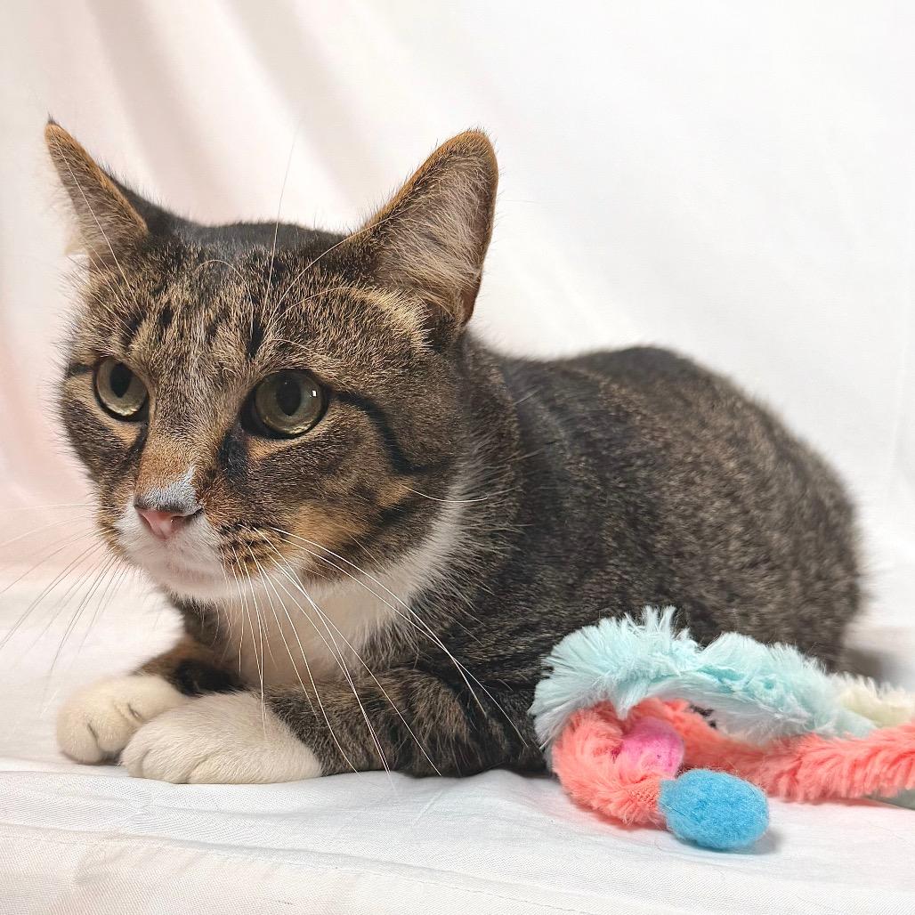 Enlarge Jeffie, a Adoptable Domestic Short Hair in Johnson City, TN image 4/5