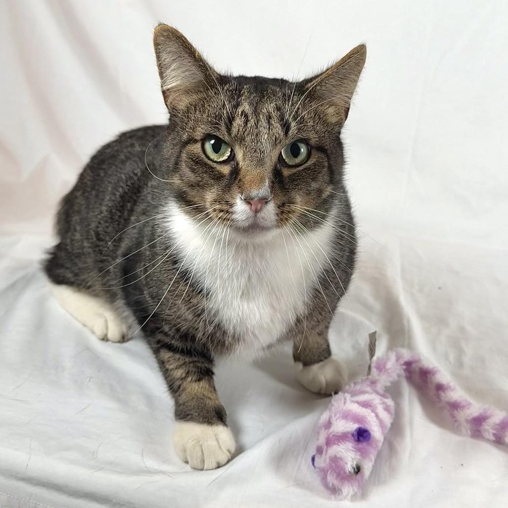 Enlarge Jeffie, a Adoptable Domestic Short Hair in Johnson City, TN image 5/5