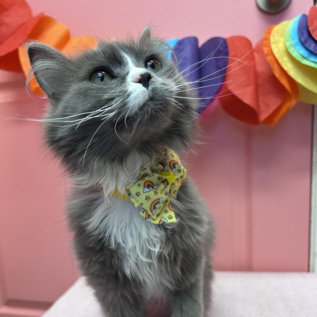 Golfball, a Adoptable Domestic Medium Hair in Drumheller, AB image 1/2