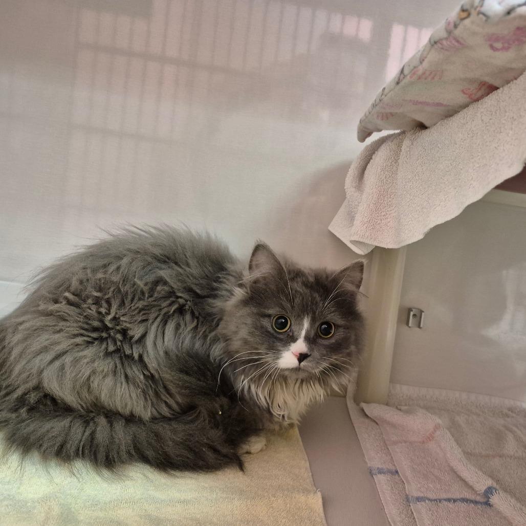 Enlarge Golfball, a Adoptable Domestic Medium Hair in Drumheller, AB image 1/1
