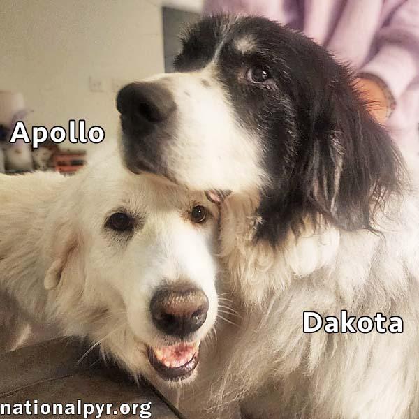 Apollo & Dakota in VA - Adore Attention!