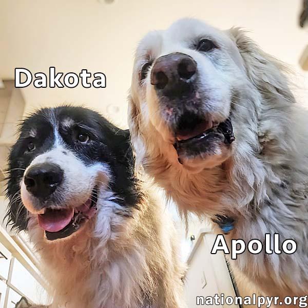 Enlarge Apollo & Dakota in VA - Adore Attention!, a Adoptable Great Pyrenees in Richmond, VA image 1/4