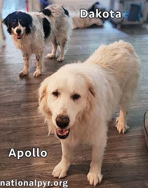 Enlarge Apollo & Dakota in VA - Adore Attention!, a Adoptable Great Pyrenees in Richmond, VA image 2/4