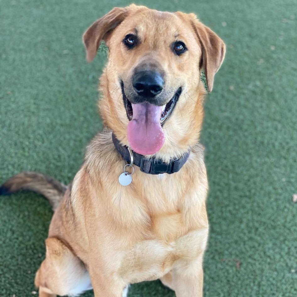 Enlarge Mister, a Adoptable mixed breed in Riverside, CA image 1/6